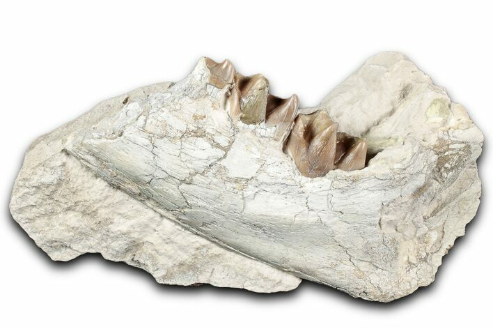 Fossil Running Rhino (Hyracodon) Jaw Section - South Dakota #355498